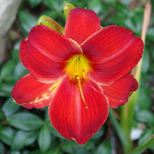 Hemerocallis Fire Engine